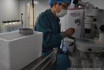 试管婴儿是否可以选胚胎吗？什么情况下考虑助孕？